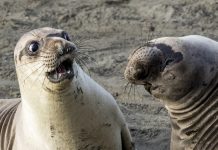 grappige dierenfoto's