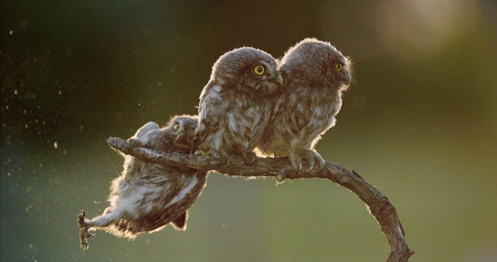 fotos de animais engraçados