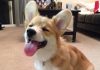 Welsh Corg video