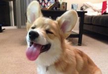 Video ng Welsh Corg