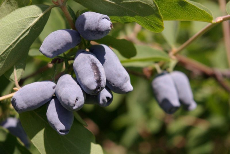 Kamperfoelie Assepoester: een beschrijving van de verscheidenheid aan eetbare kamperfoelie, planten en verzorging