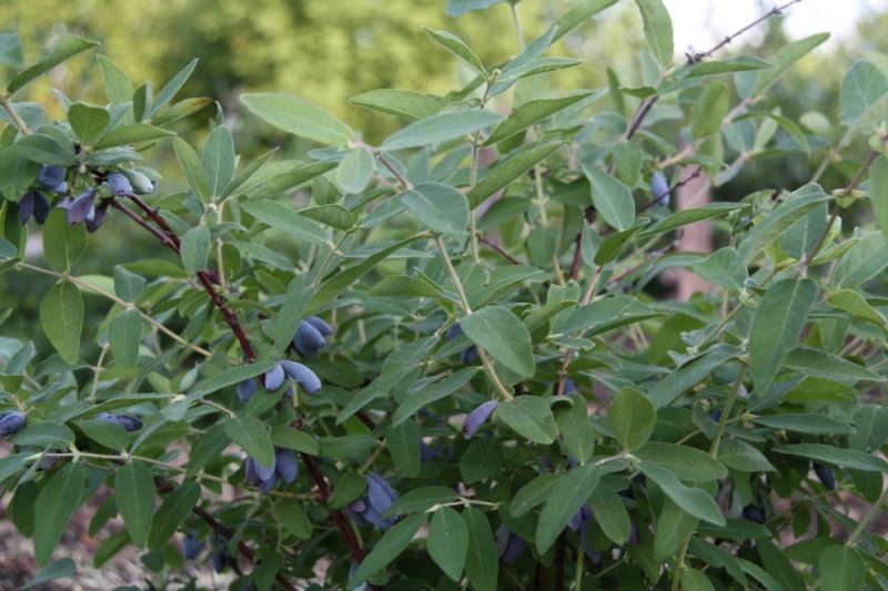 Honeysuckle Blue spindle: pelbagai penerangan, pendebunga, penanaman dan penjagaan, pembiakan