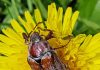 The antennae and bulging eyes give the beetle a touching expression.