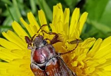 The antennae and bulging eyes give the beetle a touching expression.