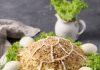 salade de tortue