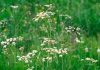 Cumin is a medicinal spice.