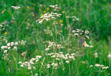 Cumin is a medicinal spice.