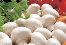 How to store mushrooms - tips