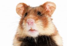 hamster pneumonia