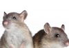 The causes of pneumonia in rats