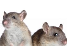 The causes of pneumonia in rats