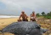 la plus grande tortue du monde