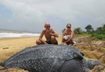 the largest tortoise in the world