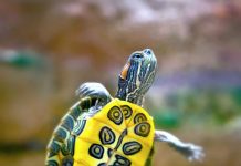 blessures et brûlures chez les tortues