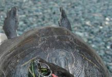 Pneumonia in eared turtles