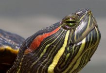 eye diseases in eared turtles