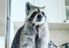 home raccoon