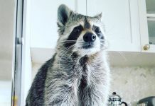 home raccoon