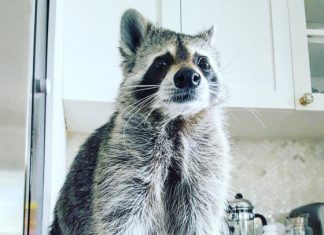 raccoon sa bahay